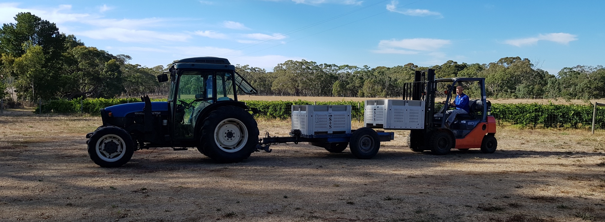 Unloading grapes