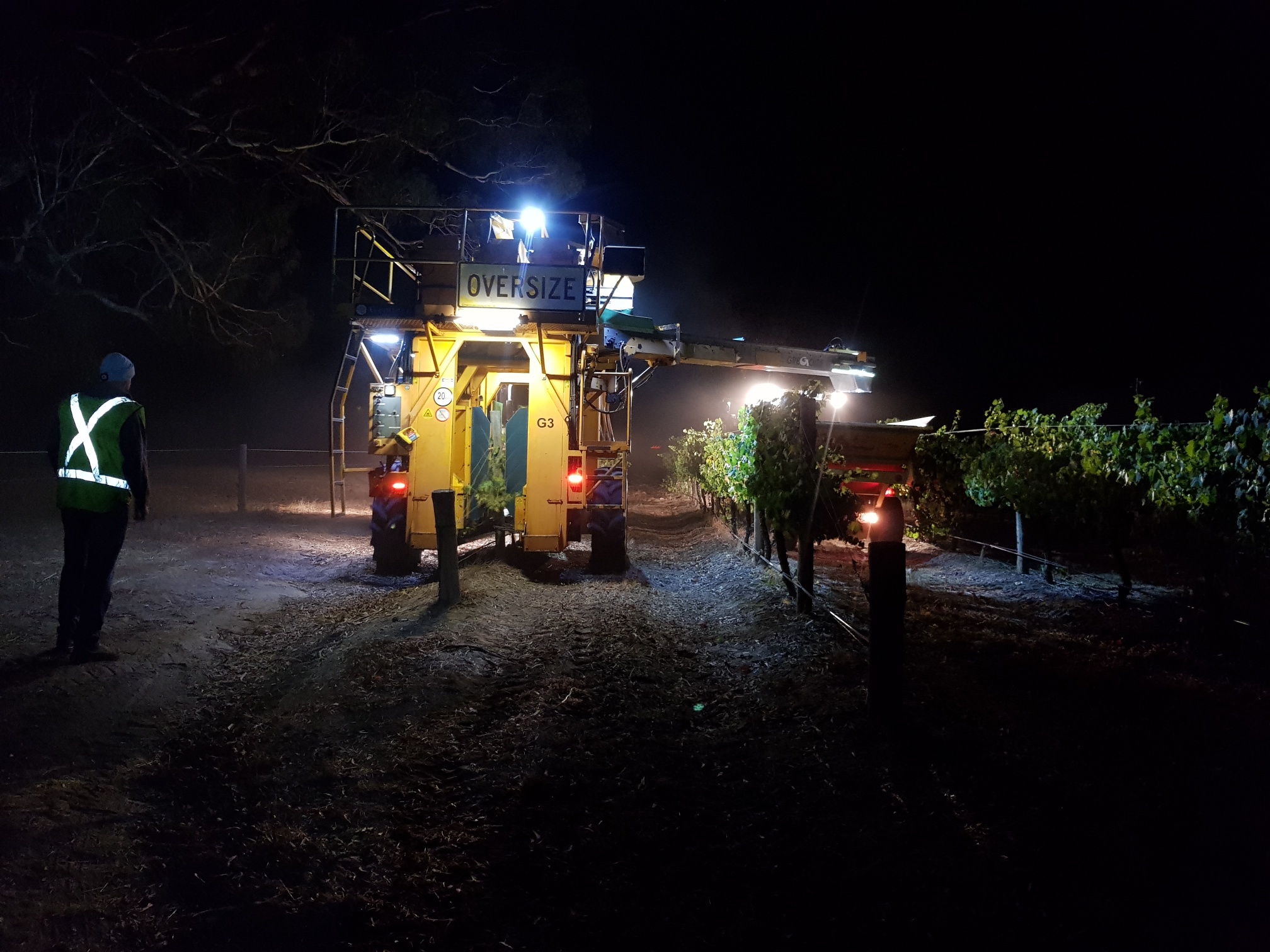 Night harvesting Chardonnay