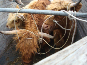 The coos arrive