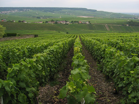 Vineyards in Champagne
