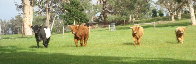 Coos