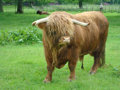 Hairy Coo!