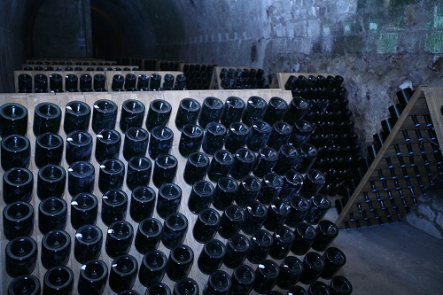 Riddling bottles of Champagne